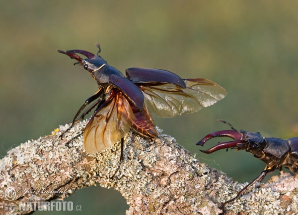 Hirschkaefer (Lucanus cervus)