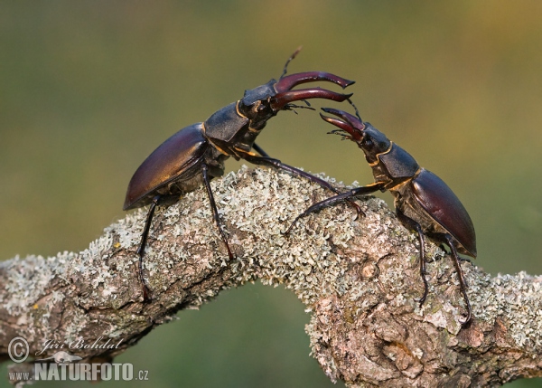 Hirschkaefer (Lucanus cervus)