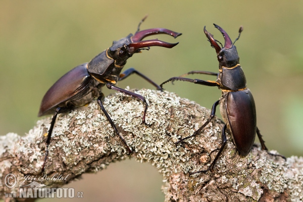 Hirschkaefer (Lucanus cervus)