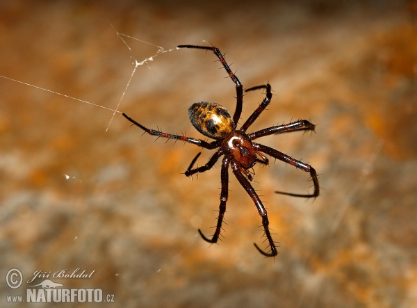 Höhlenradnetzspinne (Meta menardi)