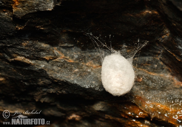 Höhlenradnetzspinne (Meta menardi)