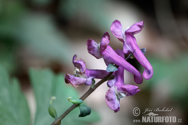 Hohler Lerchensporn (Corydalis cava)