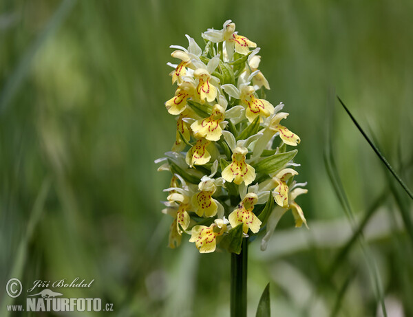 Holunder-Knabenkraut (Dactylorhiza sambucina)