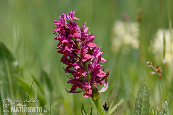 Holunder-Knabenkraut (Dactylorhiza sambucina)