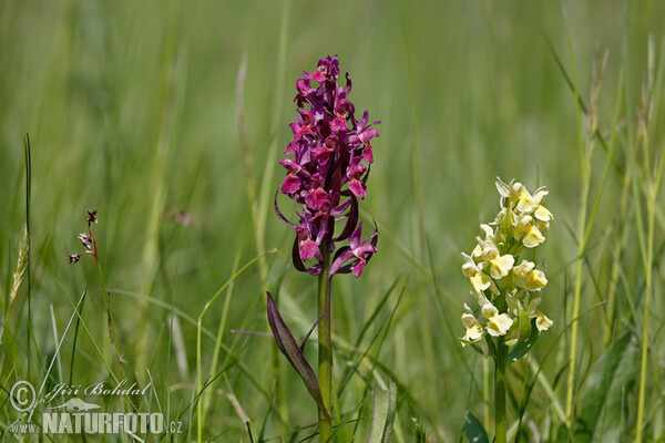 Holunder-Knabenkraut (Dactylorhiza sambucina)