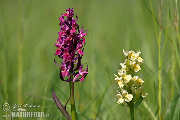 Holunder-Knabenkraut (Dactylorhiza sambucina)