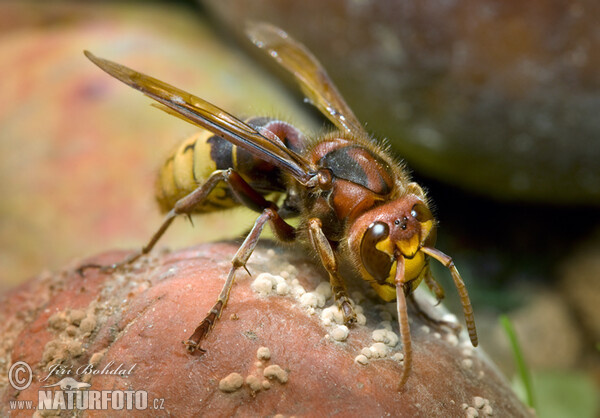 Hornisse (Vespa crabro)