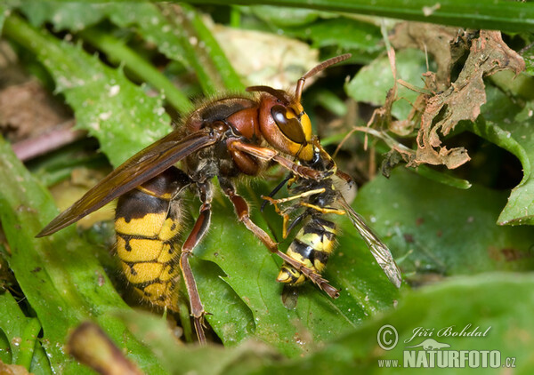 Hornisse (Vespa crabro)