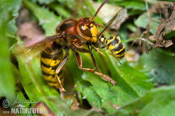 Hornisse (Vespa crabro)