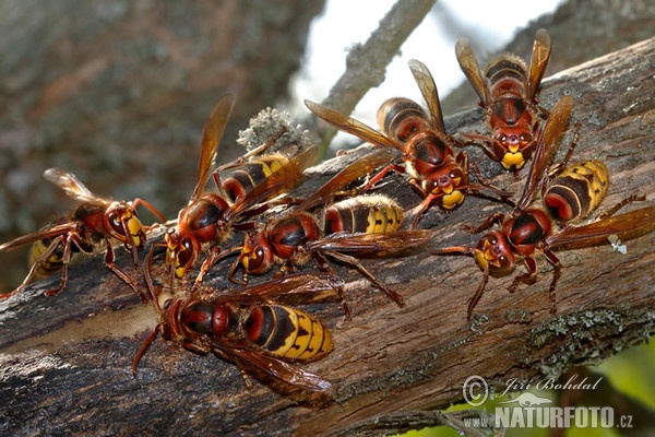 Hornisse (Vespa crabro)