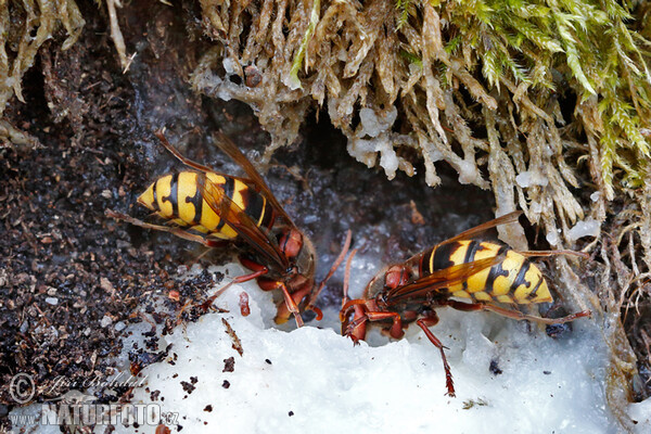 Hornisse (Vespa crabro)