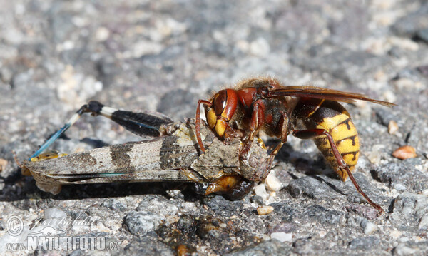 Hornisse (Vespa crabro)