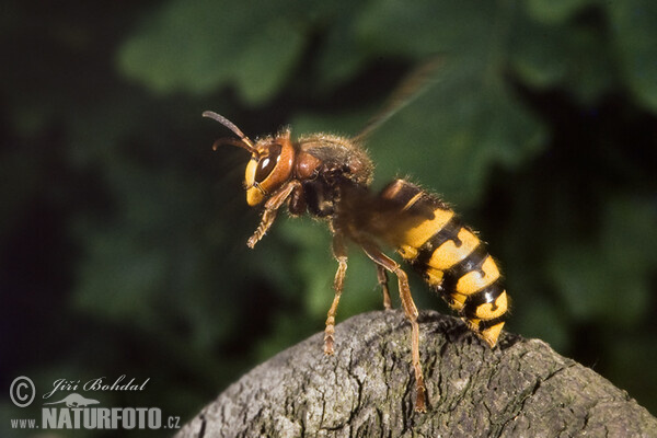 Hornisse (Vespa crabro)