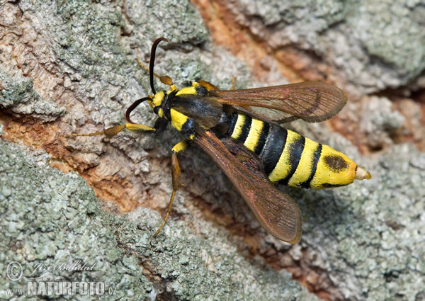 Hornissen Glasflügler (Sesia apiformis)