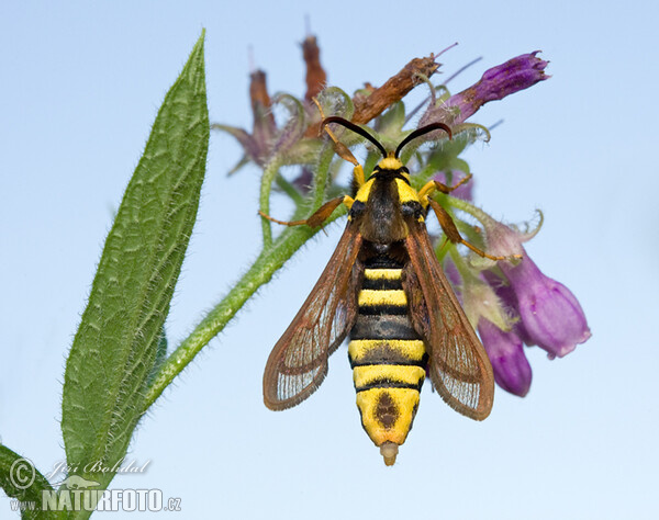 Hornissen Glasflügler (Sesia apiformis)