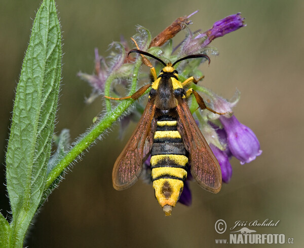 Hornissen Glasflügler (Sesia apiformis)