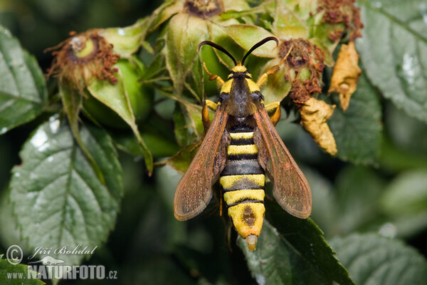 Hornissen Glasflügler (Sesia apiformis)