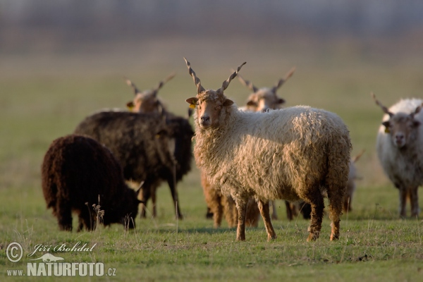 Hortobágyer Zackelschaf (Ovis orientalis aries)