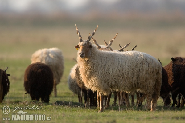 Hortobágyer Zackelschaf (Ovis orientalis aries)