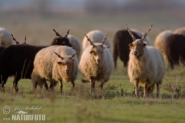 Hortobágyer Zackelschaf (Ovis orientalis aries)