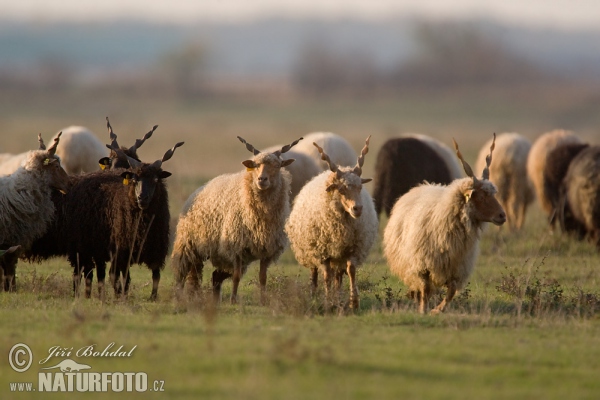 Hortobágyer Zackelschaf (Ovis orientalis aries)