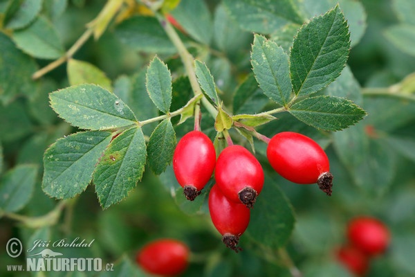 Hundsrose (Rosa canina)