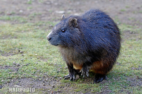 Hutia-konga (Capromys pilorides)