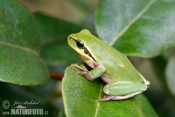 Hyla meridionalis (Hyla meridionalis)