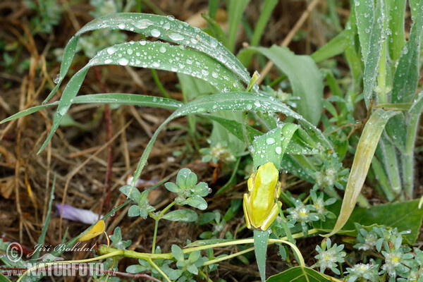 Hyla meridionalis (Hyla meridionalis)