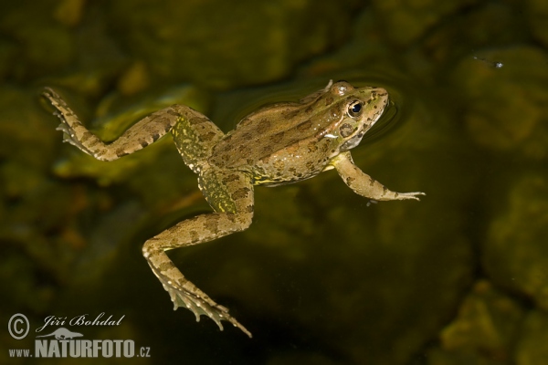 Iberischer Wasserfrosch (Pelophylax perezi)