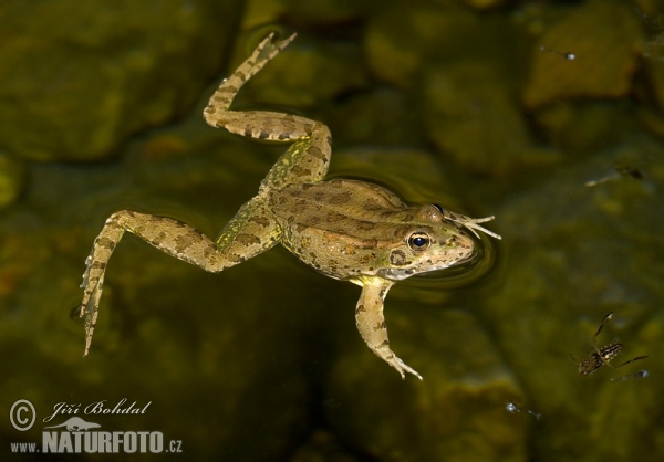 Iberischer Wasserfrosch (Pelophylax perezi)