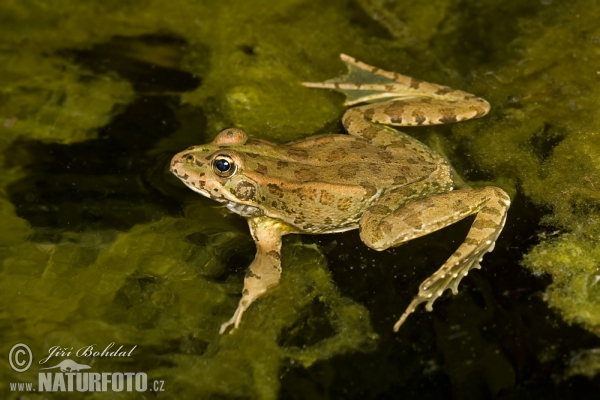 Iberischer Wasserfrosch (Pelophylax perezi)