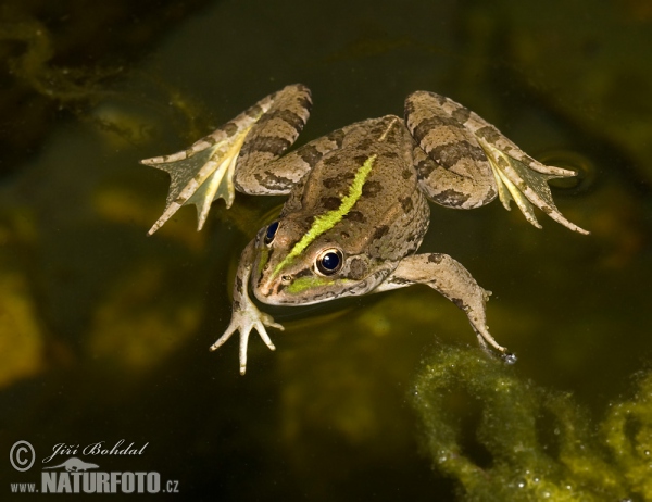 Iberischer Wasserfrosch (Pelophylax perezi)