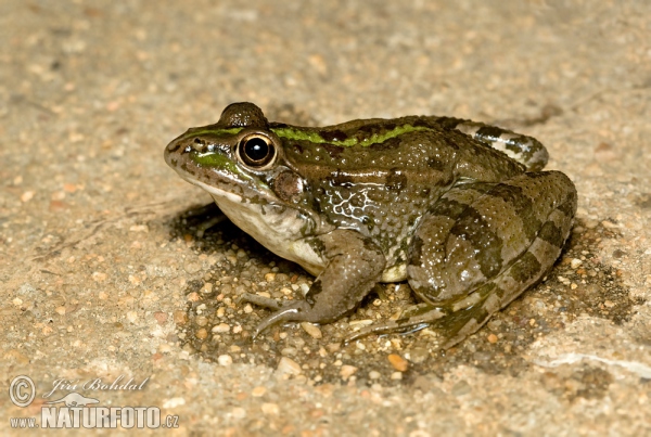 Iberischer Wasserfrosch (Pelophylax perezi)