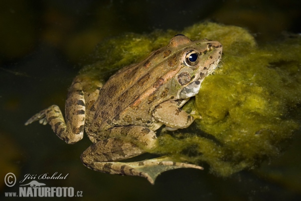 Iberischer Wasserfrosch (Pelophylax perezi)