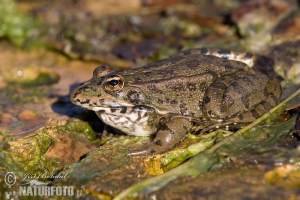 Iberischer Wasserfrosch (Pelophylax perezi)