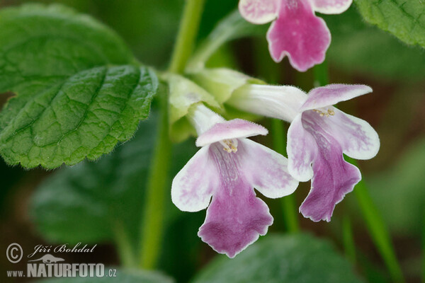 Immenblatt (Melittis melissophyllum)