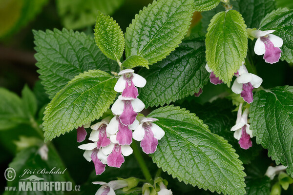 Immenblatt (Melittis melissophyllum)