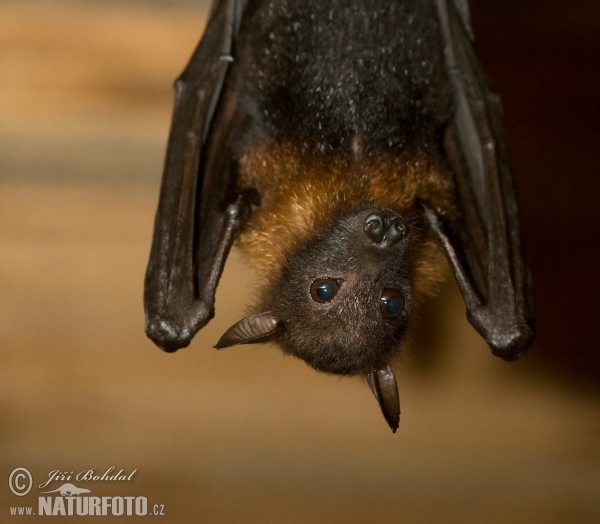 Inse-Flugfuchs (Pteropus hypomelanus)