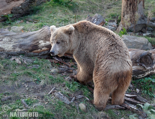 Isabellbär (Ursus arctos isabellinus)