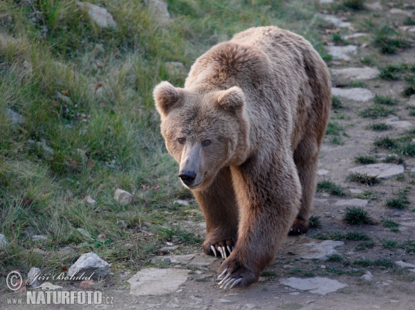 Isabellbär (Ursus arctos isabellinus)