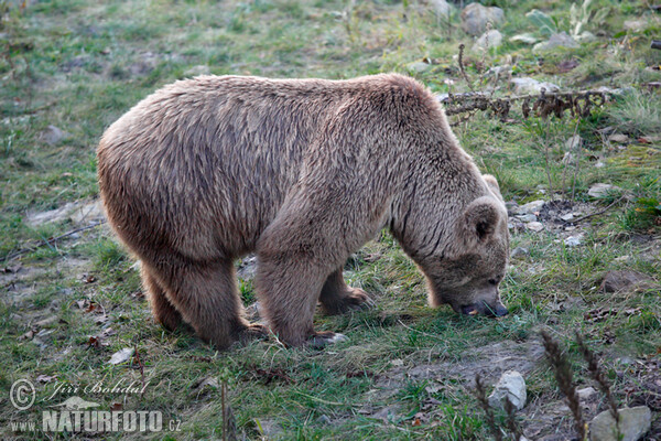 Isabellbär (Ursus arctos isabellinus)