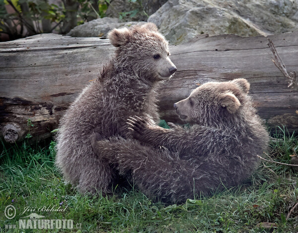 Isabellbär (Ursus arctos isabellinus)