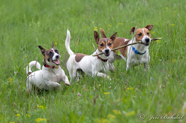 Jack Russell Terrier (Canis lupus familiaris)