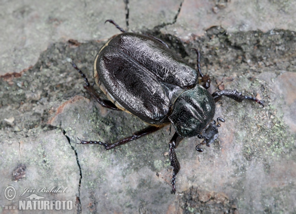 Juchtenkäfer (Osmoderma barnabita)