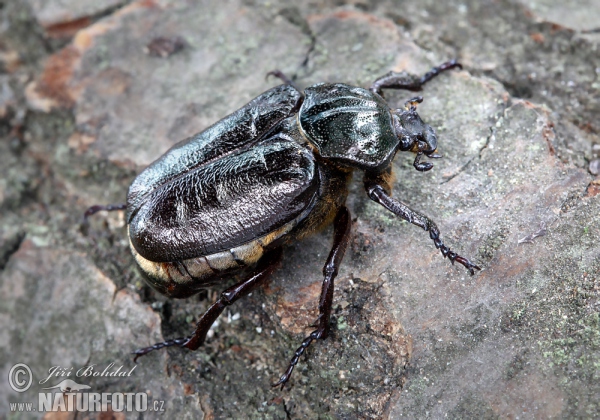 Juchtenkäfer (Osmoderma barnabita)