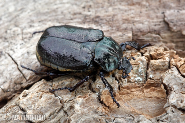 Juchtenkäfer (Osmoderma barnabita)