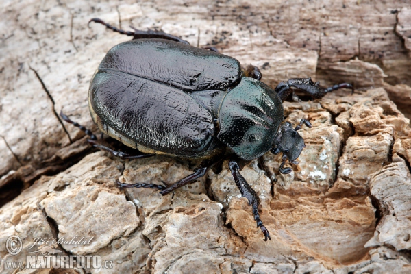 Juchtenkäfer (Osmoderma barnabita)