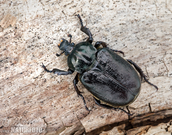 Juchtenkäfer (Osmoderma barnabita)