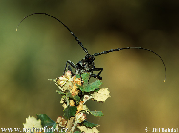 Käfer (Cerambyx miles)